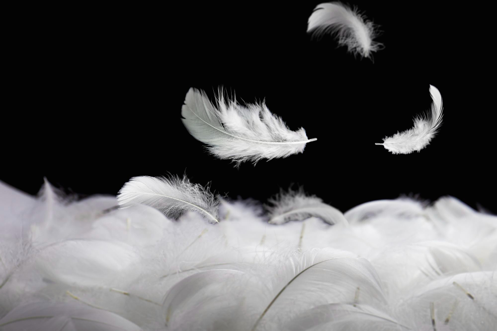down-feathers-soft-white-fluffly-feathers-falling-in-the-air-swan-feather-on-black-background